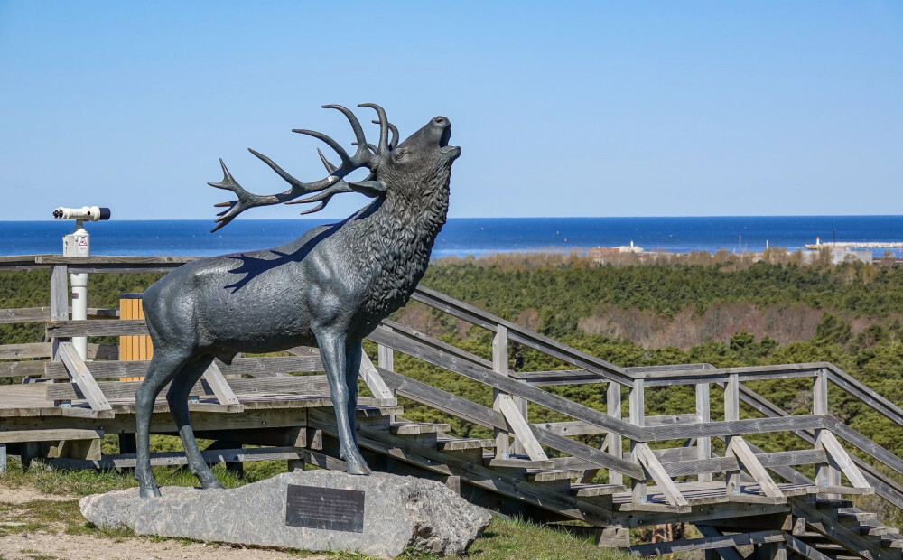 Staltbriežu introdukcijai Ventspils pusē – 115 gadi! Livonijas ordeņa pilī skatāma medību trofeju izstāde