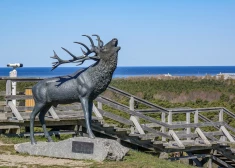 Staltbriežu introdukcijai Ventspils pusē – 115 gadi! Livonijas ordeņa pilī skatāma medību trofeju izstāde