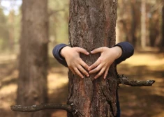 До 30 июня деревья в Латвии под особой защитой: за что грозит штраф