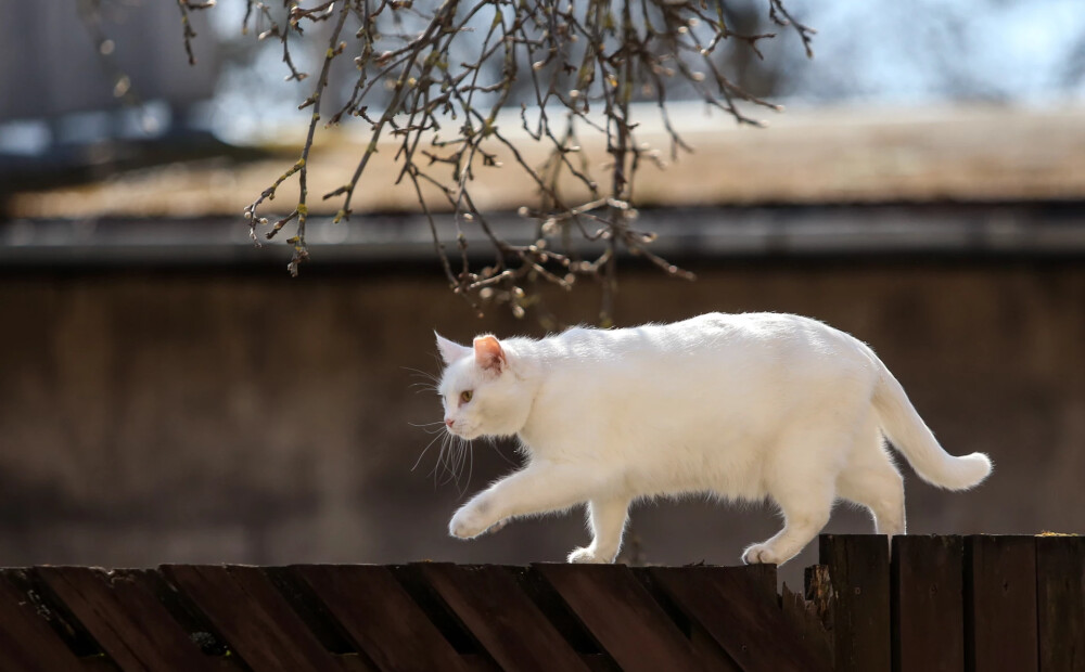 Vai aprīļa pēdējā nedēļā gaidāms sniegs?