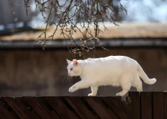 Vai aprīļa pēdējā nedēļā gaidāms sniegs?