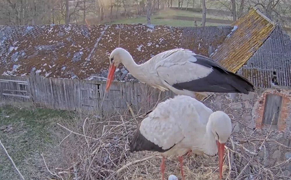 Priecīgs notikums balto stārķu tiešraides ligzdā - Uma un Jumis tikuši pie pirmās olas. VIDEO