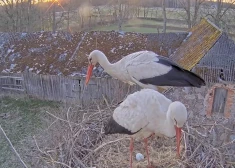 Priecīgs notikums balto stārķu tiešraides ligzdā - Uma un Jumis tikuši pie pirmās olas. VIDEO