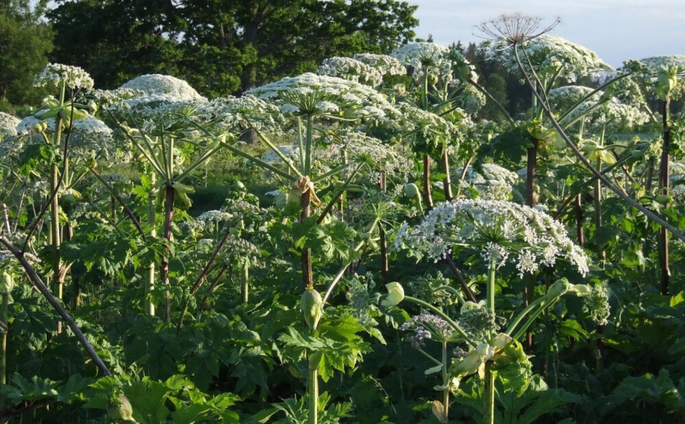 Dienvidkurzemes novadā sākta Sosnovska latvāņa ierobežošana