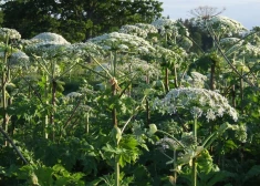 Dienvidkurzemes novadā sākta Sosnovska latvāņa ierobežošana 