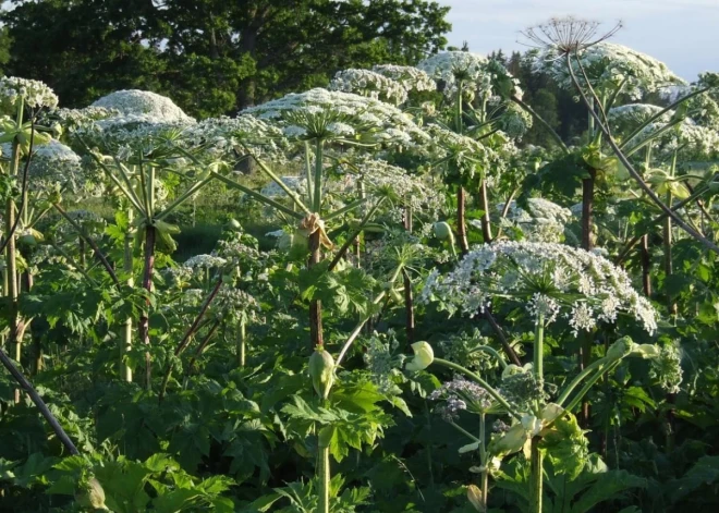 Dienvidkurzemes novadā sākta Sosnovska latvāņa ierobežošana