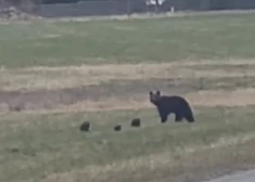 VIDEO: Igaunija kļūst par lāču zemi - pie Tartu iemūžināts iespaidīgs skats