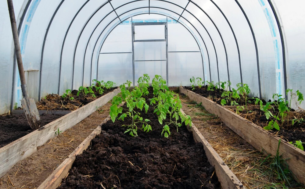 Par visstiprākā plēve siltumnīcai nav mūžīga. Kuru izvēlēties, lai kalpo ilgāk?