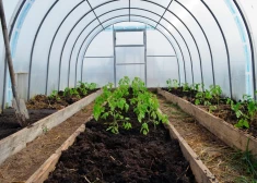 Par visstiprākā plēve siltumnīcai nav mūžīga. Kuru izvēlēties, lai kalpo ilgāk?