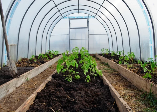 Par visstiprākā plēve siltumnīcai nav mūžīga. Kuru izvēlēties, lai kalpo ilgāk?