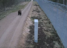 Lācis mēģina izrakt tuneli uz Baltkrieviju. VIDEO