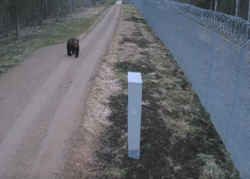 Lācis pie Latvijas-Baltkrievijas robežas (ekrānuzņēmums no video)