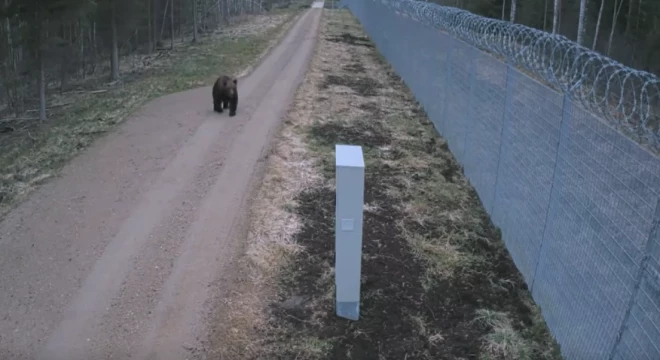 Lācis pie Latvijas-Baltkrievijas robežas (ekrānuzņēmums no video)