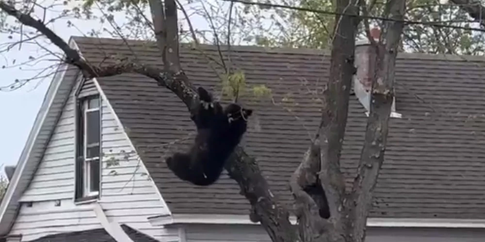Nomierinošajam līdzeklim iedarbojoties, dzīvnieks uzkāpa augstāk, pirms zaudēja satvērienu un nokrita no koka.