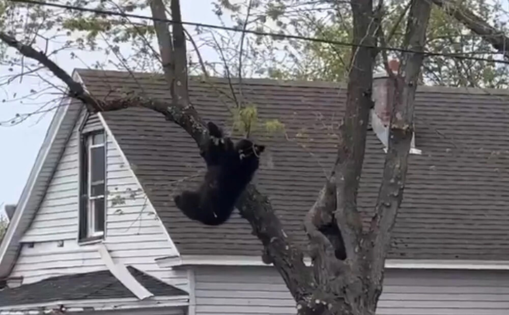 VIDEO: Olbani iedzīvotājus pārsteidz lācis, kam seko saspringta notveršanas operācija