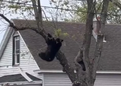VIDEO: Olbani iedzīvotājus pārsteidz lācis, kam seko saspringta notveršanas operācija