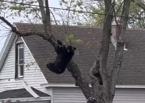 Nomierinošajam līdzeklim iedarbojoties, dzīvnieks uzkāpa augstāk, pirms zaudēja satvērienu un nokrita no koka.