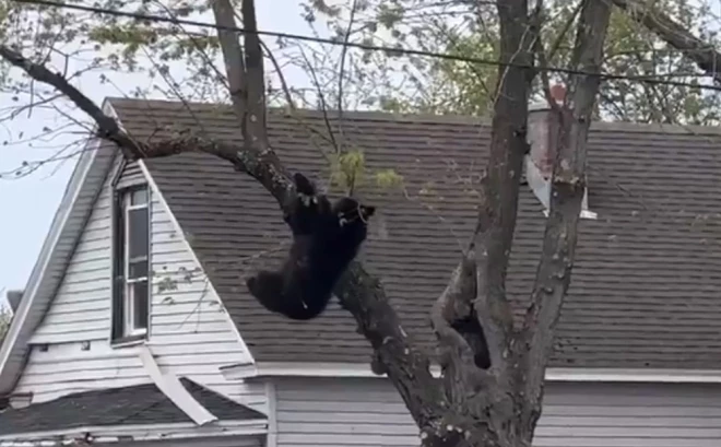 Nomierinošajam līdzeklim iedarbojoties, dzīvnieks uzkāpa augstāk, pirms zaudēja satvērienu un nokrita no koka.