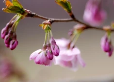 Ceturtdien Latvijā kļūs vēsāks un pastiprināsies vējš