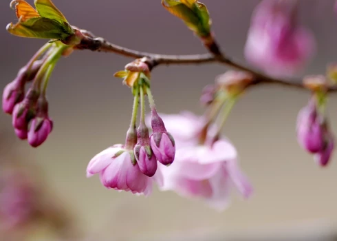Ceturtdiena būs vēsa un vējaina.