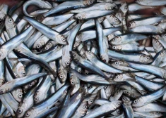 Объем улова не имеет значения: латвийских рыбаков предупредили о том, что теперь у них появилась новая обязанность