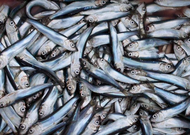 Объем улова не имеет значения: латвийских рыбаков предупредили о том, что теперь у них появилась новая обязанность