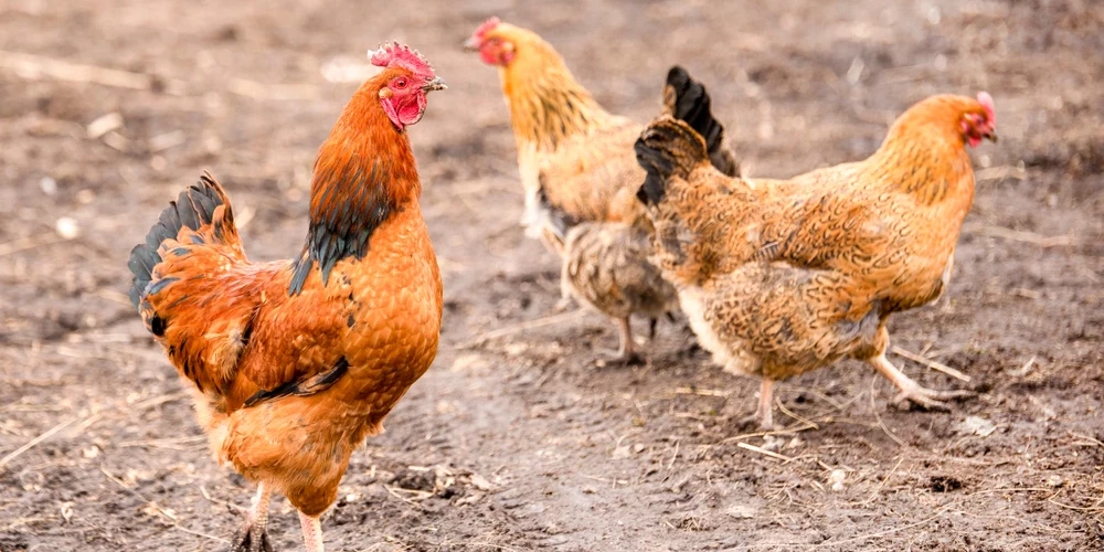 Kalētu pagastā piemājas saimniecībā konstatēts Ņūkāslas slimības uzliesmojums.