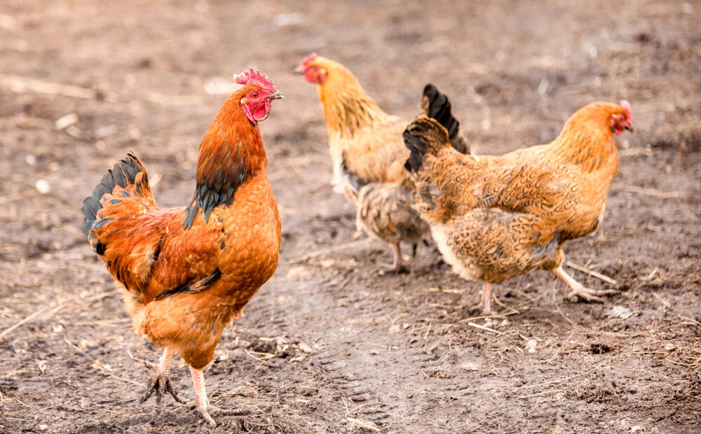 Dienvidkurzemē piemājas saimniecībā atklāts Ņūkāslas slimības uzliesmojums