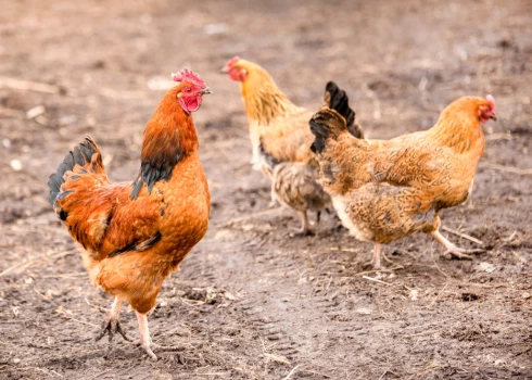 Kalētu pagastā piemājas saimniecībā konstatēts Ņūkāslas slimības uzliesmojums.
