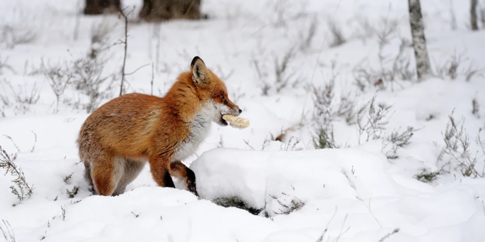 Lapsa Ādažu militārajā bāzē./2026. gada 19. februāris.