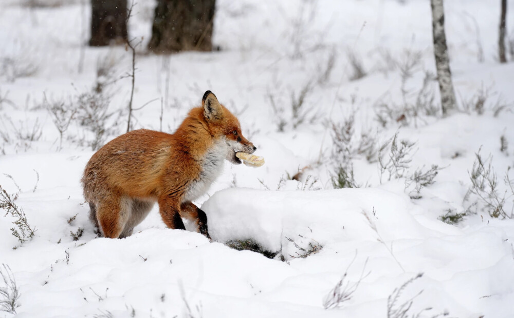 Neierasta ziema un auksts pavasaris. Kādas laikapstākļu anomālijas mūs sagaida drīzumā