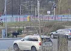 Aculiecinieku foto ar suņiem, kas līdz nāvei saplosīja korgiju.