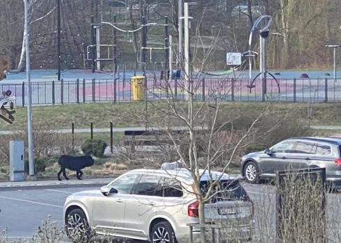 Aculiecinieku foto ar suņiem, kas līdz nāvei saplosīja korgiju.