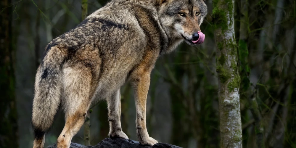 Pelēkais vilks (foto: Shutterstock)