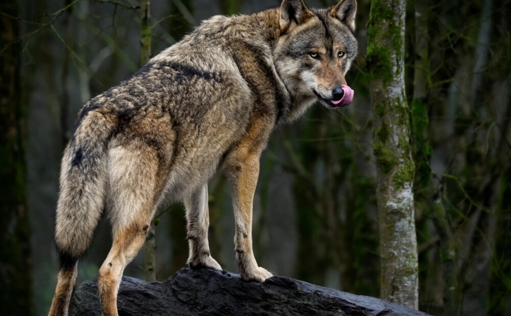 Smiltenes novada iedzīvotājus aicina ziņot par vilkiem