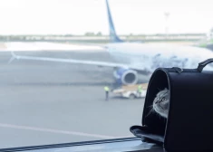 Stājas spēkā pilnveidots ES regulējums par mājdzīvnieku pārvietošanu