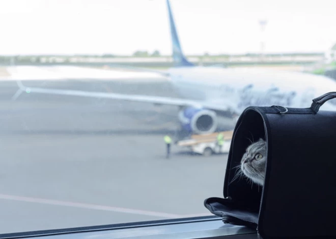 Stājas spēkā pilnveidots ES regulējums par mājdzīvnieku pārvietošanu