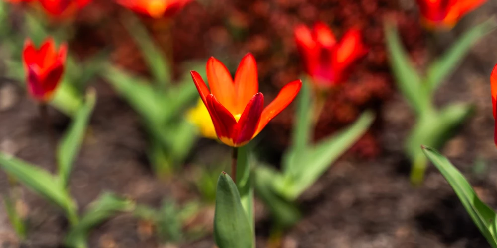 Daugavpils Installs New Environmental Facilities: Jauns.lv Reports on Sustainable Urban Development Initiatives