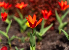 Daugavpilī uzstāda jaunus vides objektus