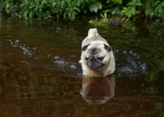 Rīgā neierastā veidā plāno mazināt plūdu risku