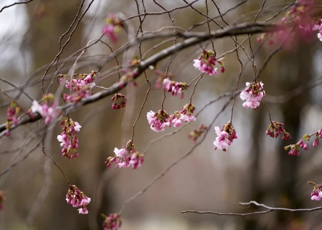 Piektdien gaidāms mākoņaināks un nedaudz siltāks laiks