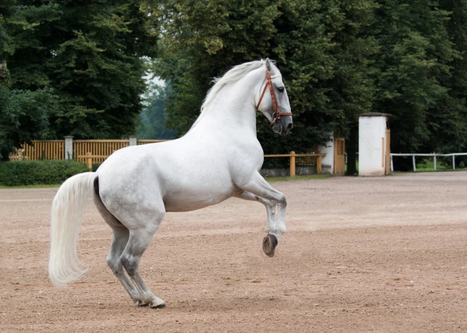 "Спасителя на белом коне не ждите": политолог разбил надежды латвийцев на спокойное будущее