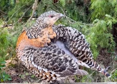 VIDEO: Ivars mežā piedzīvojis īpašu tikšanos ar kādu medņu vistu. "Tādu skatu katru dienu neredzēsi!"