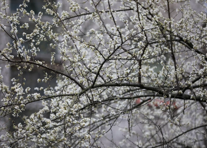 Пятница принесет Латвии солнце, ветер и локальные дожди