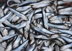 Latvijas makšķerniekus brīdina, ka tagad viņiem ir jauns pienākums