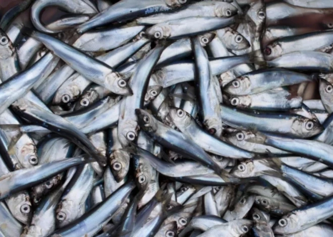 Latvijas makšķerniekus brīdina, ka tagad viņiem ir jauns pienākums