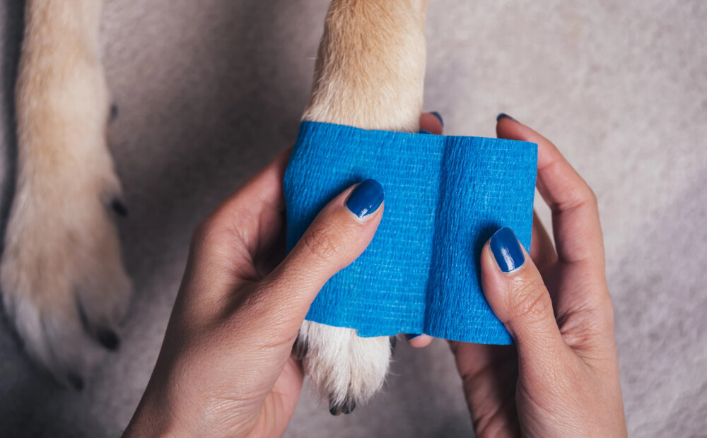 Turpmāk apdrošināšana suņiem un kaķiem pieejama bez vecuma ierobežojuma