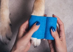 Turpmāk apdrošināšana suņiem un kaķiem pieejama bez vecuma ierobežojuma