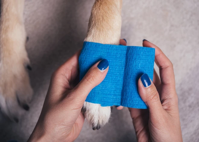 Turpmāk apdrošināšana suņiem un kaķiem pieejama bez vecuma ierobežojuma