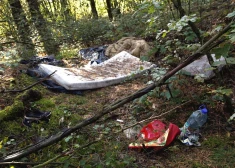 Предприятие Latvijas valsts meži обнародовало печальные данные о состоянии латвийских лесов